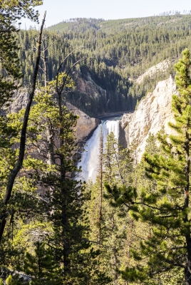 Lower Falls Yellowstone River 2024